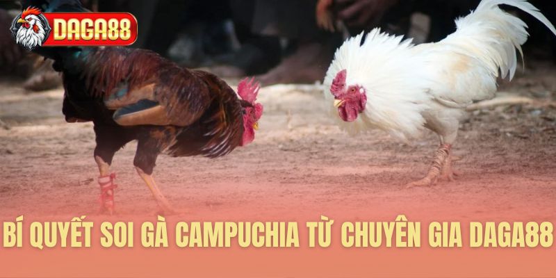 Bí quyết soi gà Campuchia từ chuyên gia Daga88