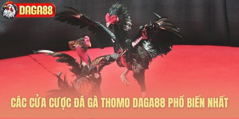 Các cửa cược đá gà thomo Daga88 phổ biến nhất