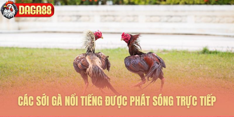 Hội tụ các trường gà danh tiếng nhất