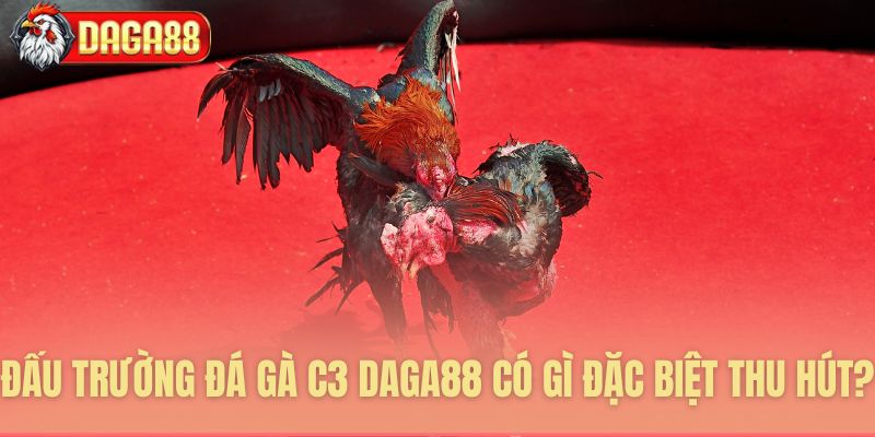 Những yếu tố tạo nên sức hút đá gà C3 Daga88