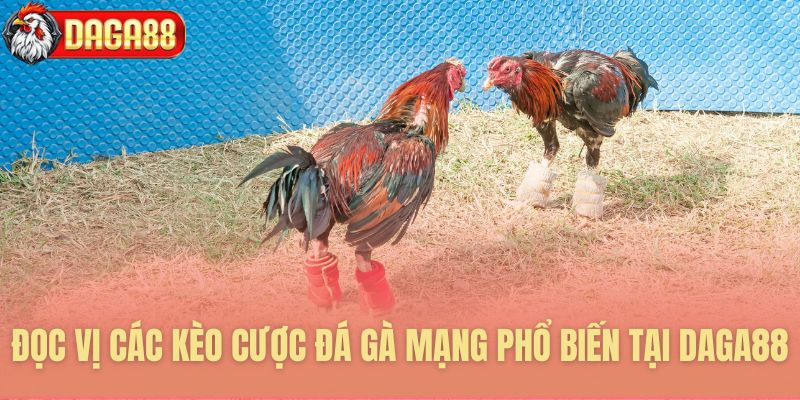 Đọc vị các kèo cược đá gà mạng phổ biến tại Daga88
