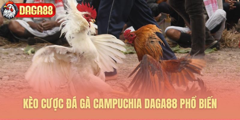 Kèo cược đá gà Campuchia Daga88 phổ biến