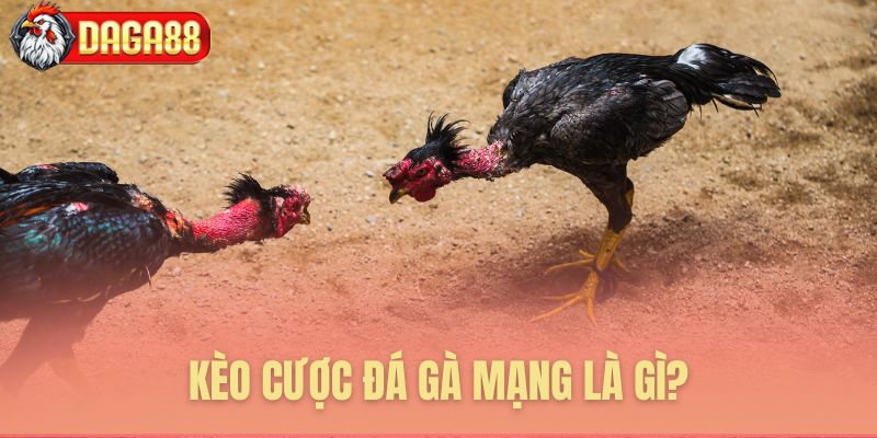 Tìm hiểu bản chất kèo đá gà online