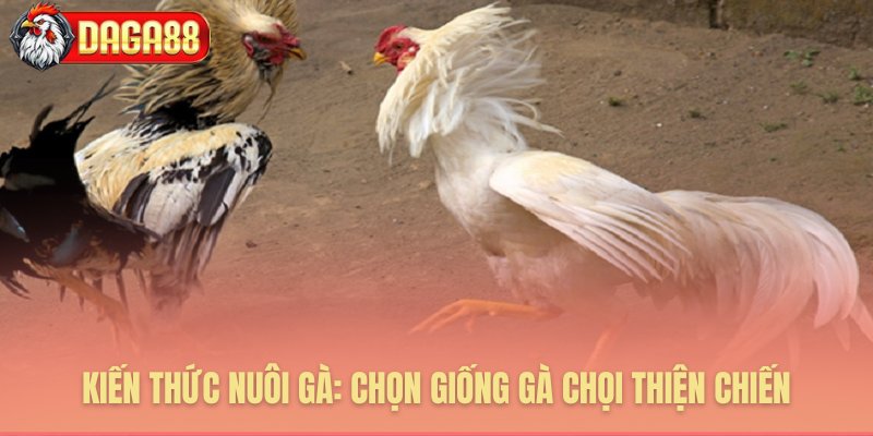 Tuyển chọn dòng gà chọi ưu việt