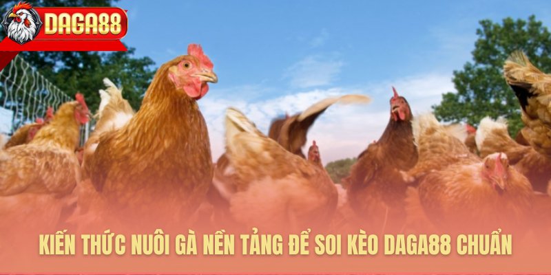 Kiến thức nuôi gà nền tảng để soi kèo Daga88 chuẩn