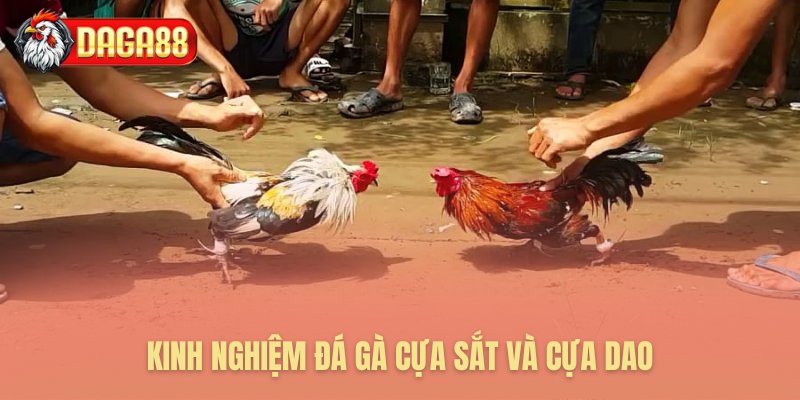 Đặc điểm phân biệt của gà cựa sắt và gà cựa dao