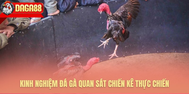 Đánh giá toàn diện về gà chọi thực sự