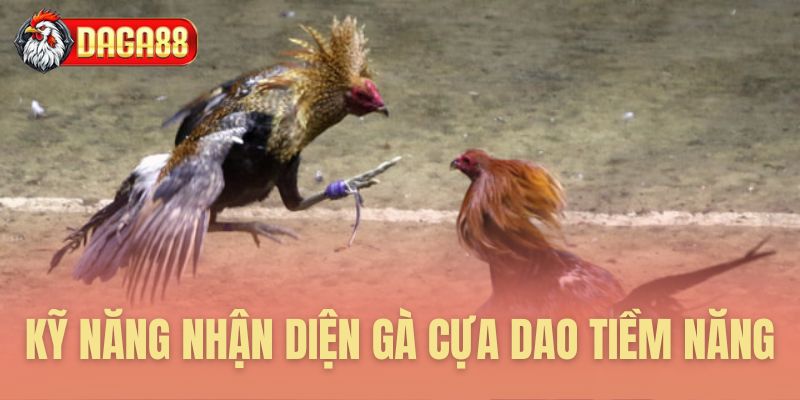 Kỹ năng nhận diện gà cựa dao tiềm năng