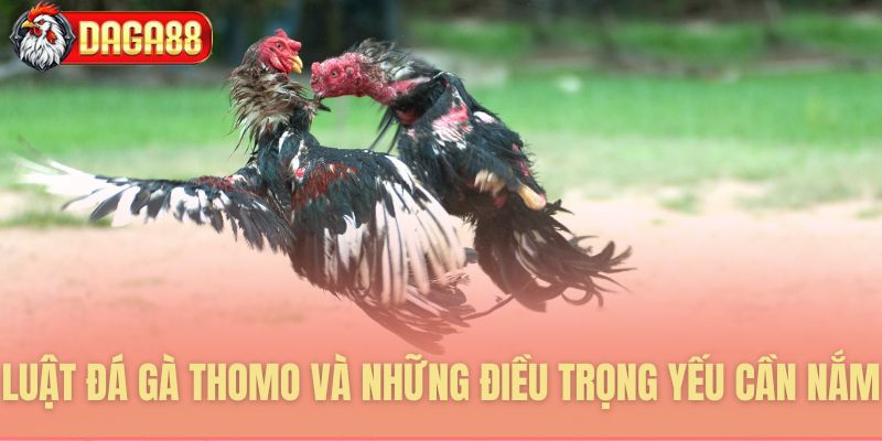 Luật đá gà thomo và những điều trọng yếu cần nắm
