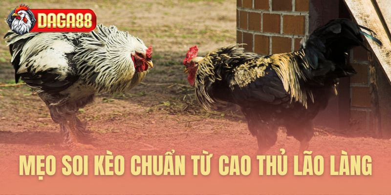 Mẹo soi kèo chuẩn từ cao thủ lão làng đá gà Daga88