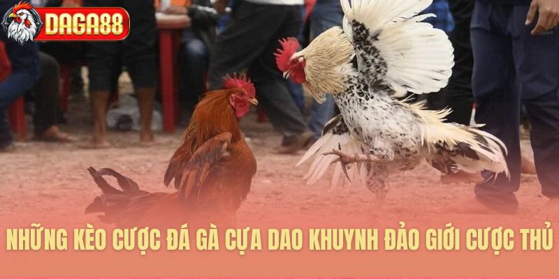 Những kèo cược đá gà cựa dao khuynh đảo giới cược thủ