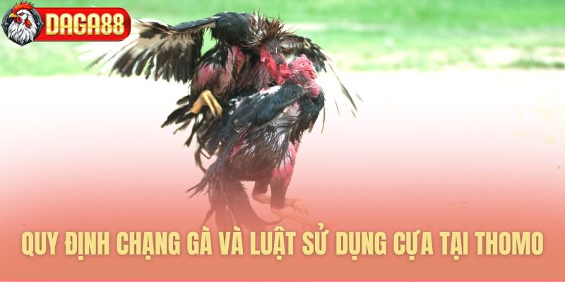 Tiêu chuẩn về chạng gà và các loại cựa