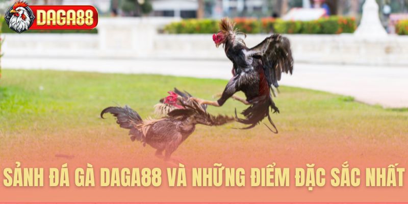Sảnh đá gà Daga88 và những điểm đặc sắc nhất