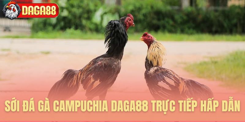 Sới đá gà Campuchia Daga88 trực tiếp hấp dẫn