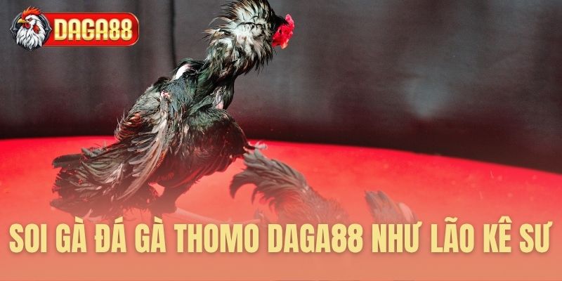 Soi gà đá gà thomo Daga88 như lão kê sư