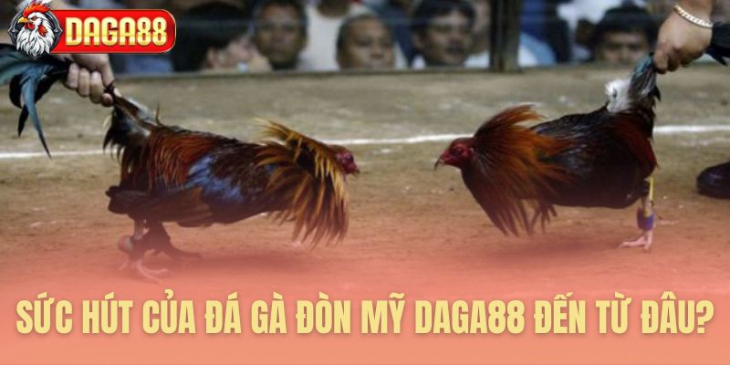 Lý giải sức hấp dẫn của Đá Gà Đòn Mỹ Daga88
