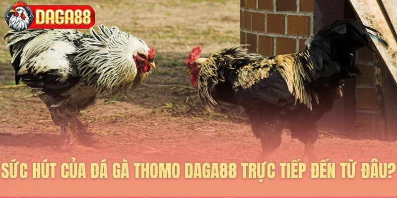 Lý giải sức hấp dẫn của đá gà Thomo Daga88