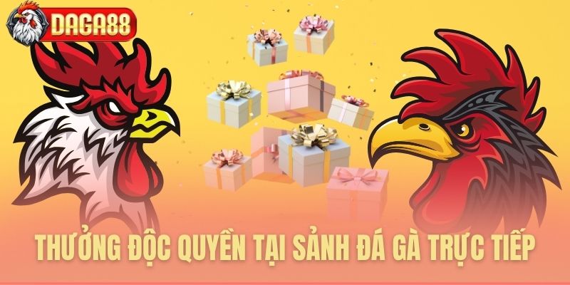 Những ưu đãi chỉ có tại sảnh đá gà