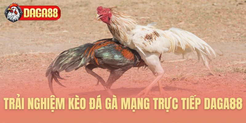 Trải nghiệm kèo đá gà mạng trực tiếp Daga88
