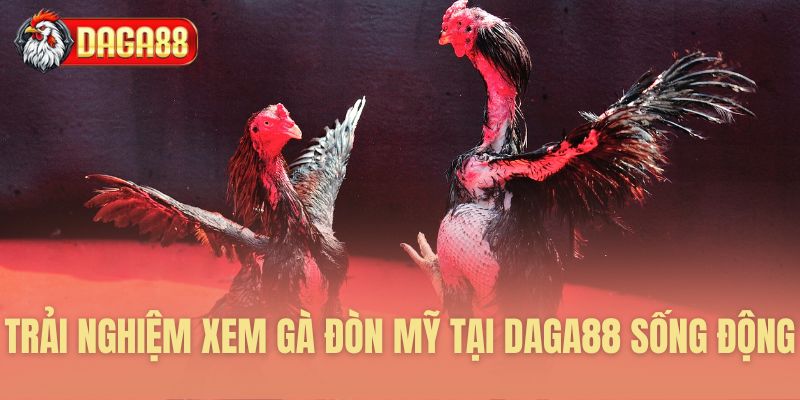 Cảm nhận xem đấu gà trực tiếp