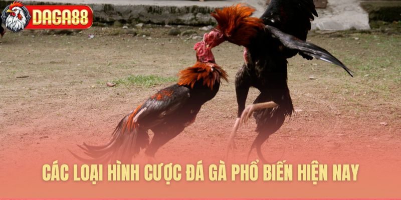 Các loại hình cược đá gà phổ biến hiện nay tại đá gà Daga88 Các loại hình cược đá gà phổ biến hiện nay tại đá gà Daga88