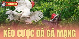 kèo cược đá gà mang