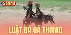 luật đá gà thomo